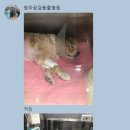 청라공감동물병원 이미지