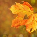 금천포차 이미지