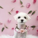 오룡애견미용 이미지