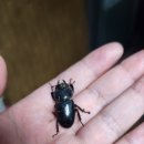 화악산통나무펜션 | 가평화악산통나무펜션 가평계곡펜션추천 계곡낚시펜션