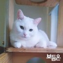 꿀리 이미지