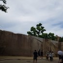 하와이장 이미지