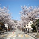 95차(4월11일) 전북 전주 모악산 벚꽃산행 안내 이미지