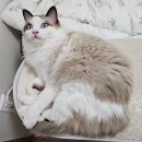 블루랙돌 | 렉돌 고양이 키우기, 대형묘 랙돌 성격 털 빠짐 미용 후기