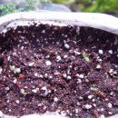 초 미니 비닐하우스 에서 발아한 모종들...캄파눌라 컵앤소서, 흰동자꽃. 뱀무등등... 이미지