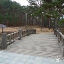 솔향 Daum카페