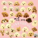 명랑유치원 이미지