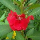 꽃들의 미소 이미지