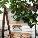 야호농장 이미지