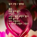 꽃과사랑 Daum카페