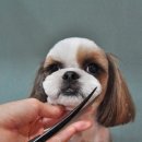 신정애견 이미지