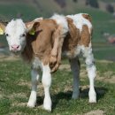 기형목장 이미지