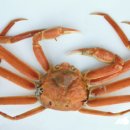 영덕대게 이미지