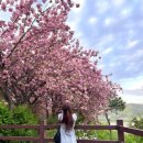 미래 소프트 | 전주 완산칠봉 꽃동산 겹벚꽃 실시간 개화 후기 주차 방문 시간 총정리