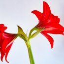 뜰에꽃화원 이미지