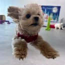 사랑한다, 멍 이미지