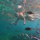 필리핀 세부 (Cebu) 3일차 ② 호핑투어 후기