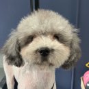 한일애견미용실 이미지