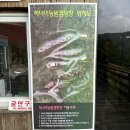 충주 &#34;하너미캠핑장&#34; 프라이빗한 자리추천(FEAT. 무학시장 대성야채만두, 청평순대, 꾸버스훈제박스 후기)