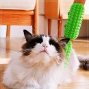 데일리 그루밍 이미지