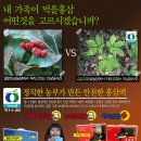 친환경풍기인삼영농조합법인