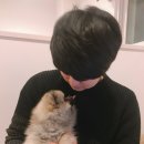 puppy lounge 이미지