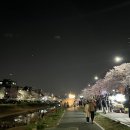 BHC녹번점 | [일상] 벚꽃축제 가는 일상