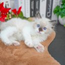 강아지분양 고양이분양 컴투펫 수원점 이미지