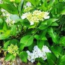 지리산뷰 | 광양매화축제펜션 하동벚꽃축제펜션 하동다옴펜션 하동독채펜션 지리산뷰 감성숙소 추천 후기