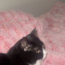 물만난고기초앤정 | Feb | 일상의 절반이 고양이