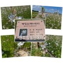 백접초 (백가우라) 이미지