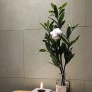 센트레스트
