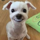 치킨플러스안성