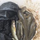 짬낚시(망둥어) 이미지