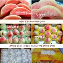 신토불이 단단한 마도카백도 말랑한 장택백도 50...