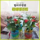 의료법인 해올의료재단 힐마루요양병원 | 부산암요양병원 원예테라피 안시리움 수경재배로 함께한 따뜻한 시간