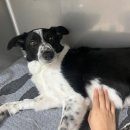 시니어 동물병원 이미지