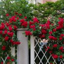 장미의거리1 이미지