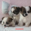 왕자와 공주 이미지