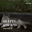 씨유 울산명촌 도화점 | [유둥 주간일기] 8/14~8/20 냥이들과 함께하는 8월