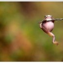 청개구리 이미지