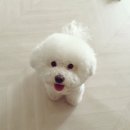 비숑마을펜션 이미지