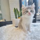 일산고양이분양 라라캣츠 이미지