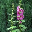 접시꽃 (hollyhock 황촉화(黃蜀花), 일일화(一日花), 닥풀, 황촉규) 이미지