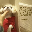 귀여운강아지 네이버블로그