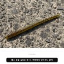 줌(ZOOM)네일 | 줌 피네스 5인치 웜 솔직 후기 — 입문자가 한여름 출조에 들고 가본 결론
