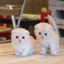 고양이샵 이미지