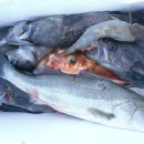 피싱랜드 이미지