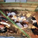 남원흑염소농장 2농장 이미지