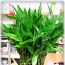 고령꽃집 이미지